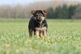 BERGER ALLEMAND 1126